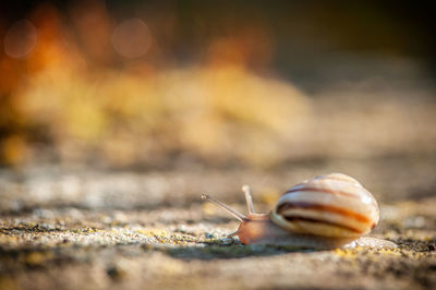 Close-up of shell on sand