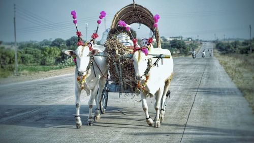Bullock cart traveling to home town