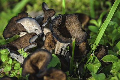Close-up of mushrooms on plant