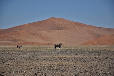 View of a horse on desert