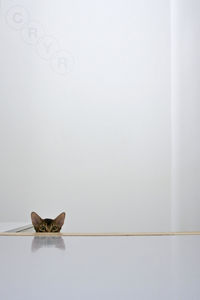 Portrait of cat behind white wall