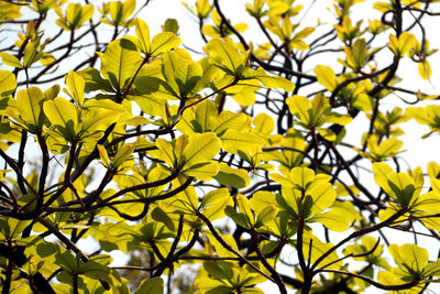 Low angle view of yellow flowering plant against sky