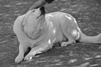 Close-up of dog playing on field