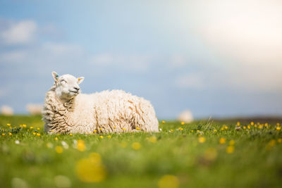 Surface level image of sheep relaxing on grassy field against sky