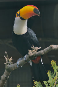 Close-up of bird