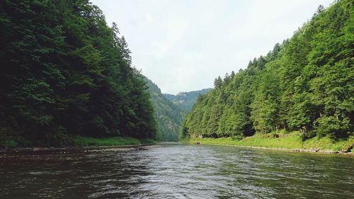 River flowing amidst trees in forest against sky