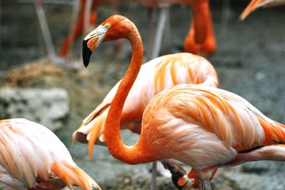 Close-up of flamingos 