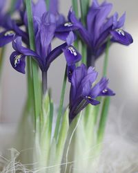 Close-up of purple flowers blooming