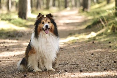 Portrait of dog in the forest