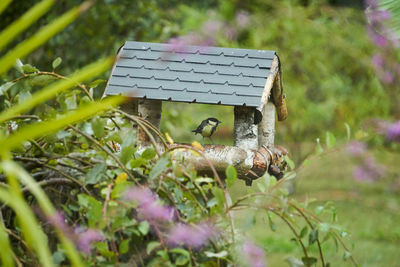 View of bird perching on plant