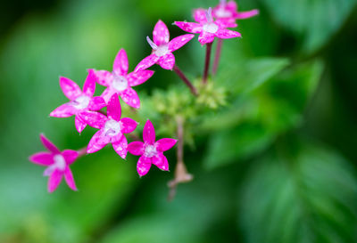 Close-up of pink flowers