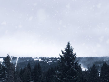 Pine trees in forest against sky during winter