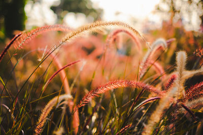 Close-up of plants on field