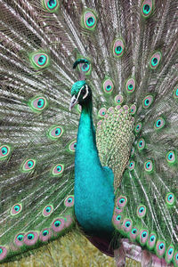 peacock