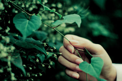 Close-up of hand holding plant