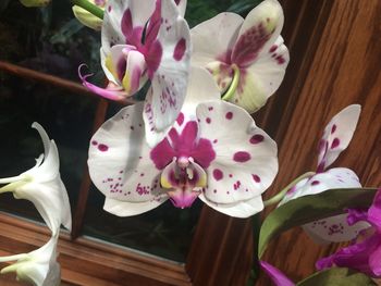 Close-up of pink orchids