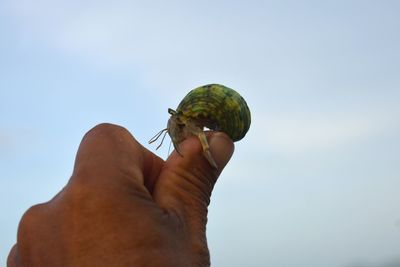 Close-up of hand holding crab against sky