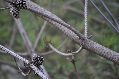 Close-up of rope