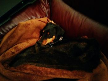 Dog lying on sofa