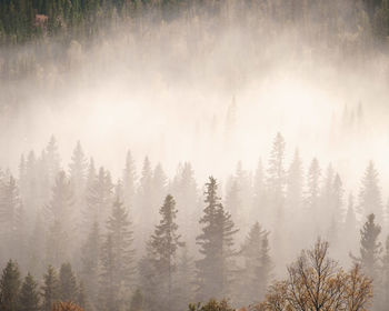 Trees in forest during foggy weather