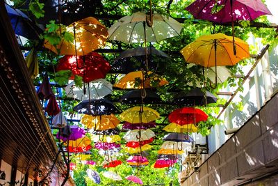 Low angle view of flowers