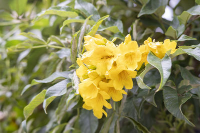 Close-up of yellow flowering plant