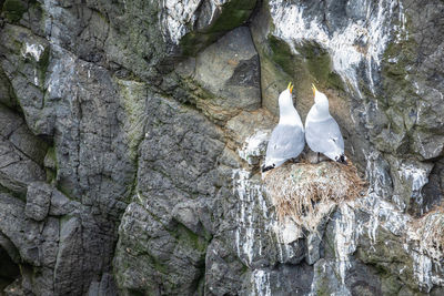 Low angle view of seagulls perching on rock