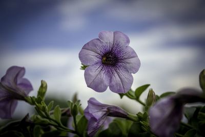 Close-up of pink flowers