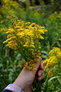 Cropped hand of woman holding yellow flower