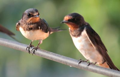 Close-up of bird perching on branch