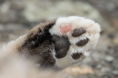 Close-up of cat outdoors