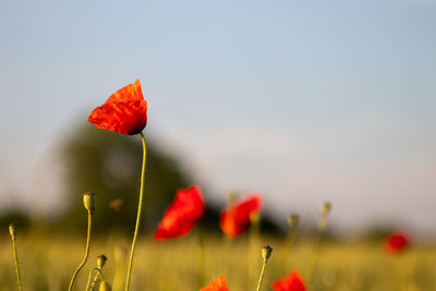 Close-up of red poppy flower on field