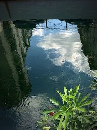 Reflection of trees in water