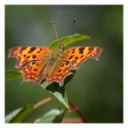 Close-up of butterfly on plant