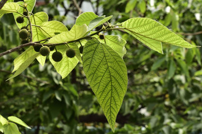 Close-up of green leaves on plant