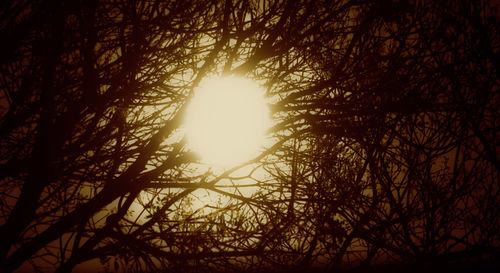 Sunlight streaming through trees in forest during sunset