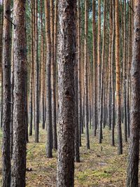 Pine trees in forest