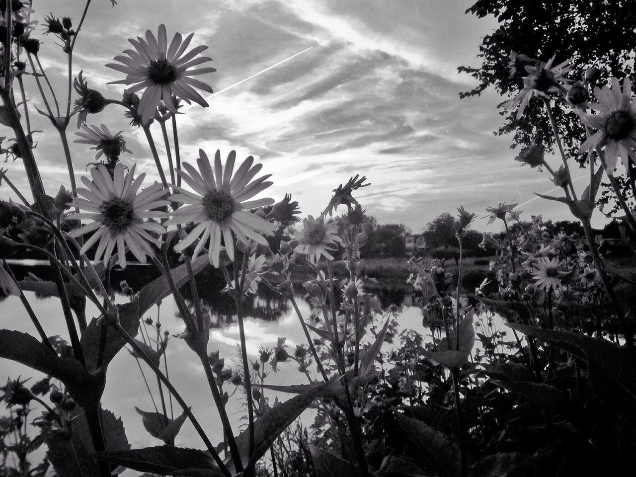 flower, growth, plant, beauty in nature, nature, water, freshness, fragility, sky, leaf, lake, tranquility, blooming, outdoors, day, petal, tree, no people, cloud - sky, pond