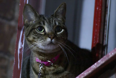 Close-up portrait of a cat