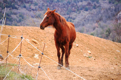 Horse standing in a field