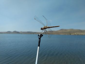 Dragonfly flying over lake