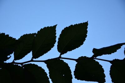 Low angle view of tree against clear blue sky