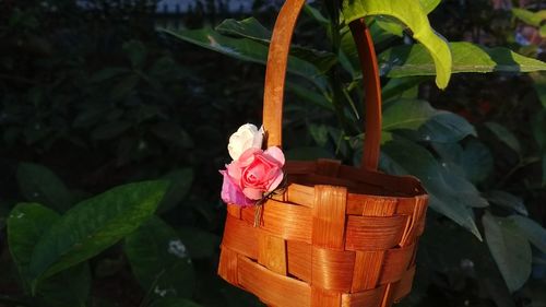 Close-up of rose in basket