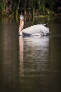 Close-up of swan swimming on lake