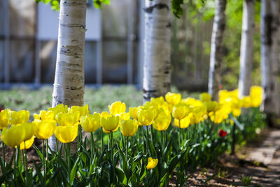 Close-up of yellow flowering plant on field