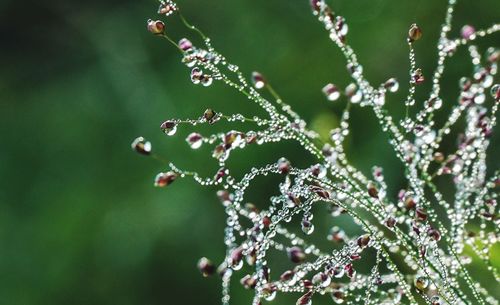 Close-up of wet plant