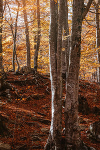 Trees in forest during autumn