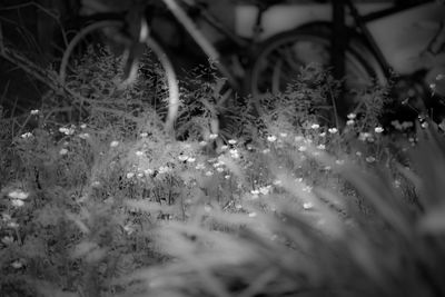 Close-up of plant