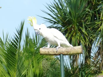 Bird perching on a plant