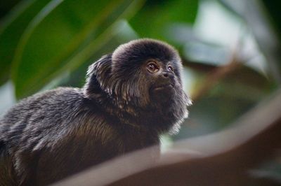 Close-up of monkey looking away